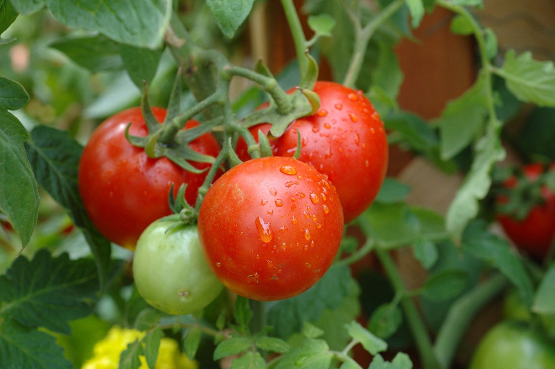 Growing Tomatoes 101 - Georgina Garden Centre