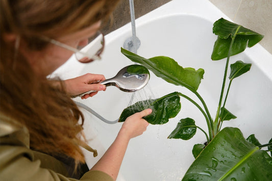 Dust Happens: Here’s Why Your Indoor Plants Hate It - Georgina Garden Centre