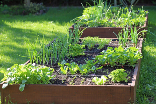 Raised Bed Soil Myths - Georgina Garden Centre