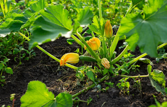Zucchini Overload: Growing, Using, and Loving the Overachieving Vegetable - Georgina Garden Centre