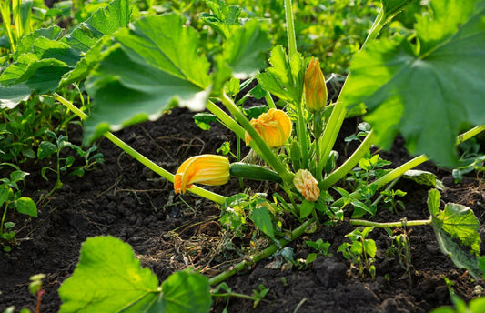 Zucchini Overload: Growing, Using, and Loving the Overachieving Vegetable - Georgina Garden Centre