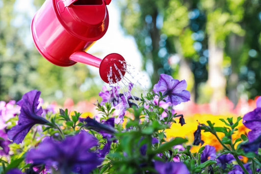 Scorched Earth? How to Water (and Garden) Properly in a Never-Ending Heat Wave - Georgina Garden Centre