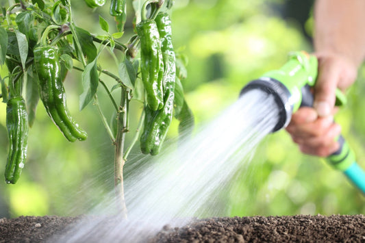 Watering Mistakes We See Every Year - Georgina Garden Centre