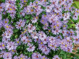 Bluebird Smooth Aster - Georgina Garden Centre