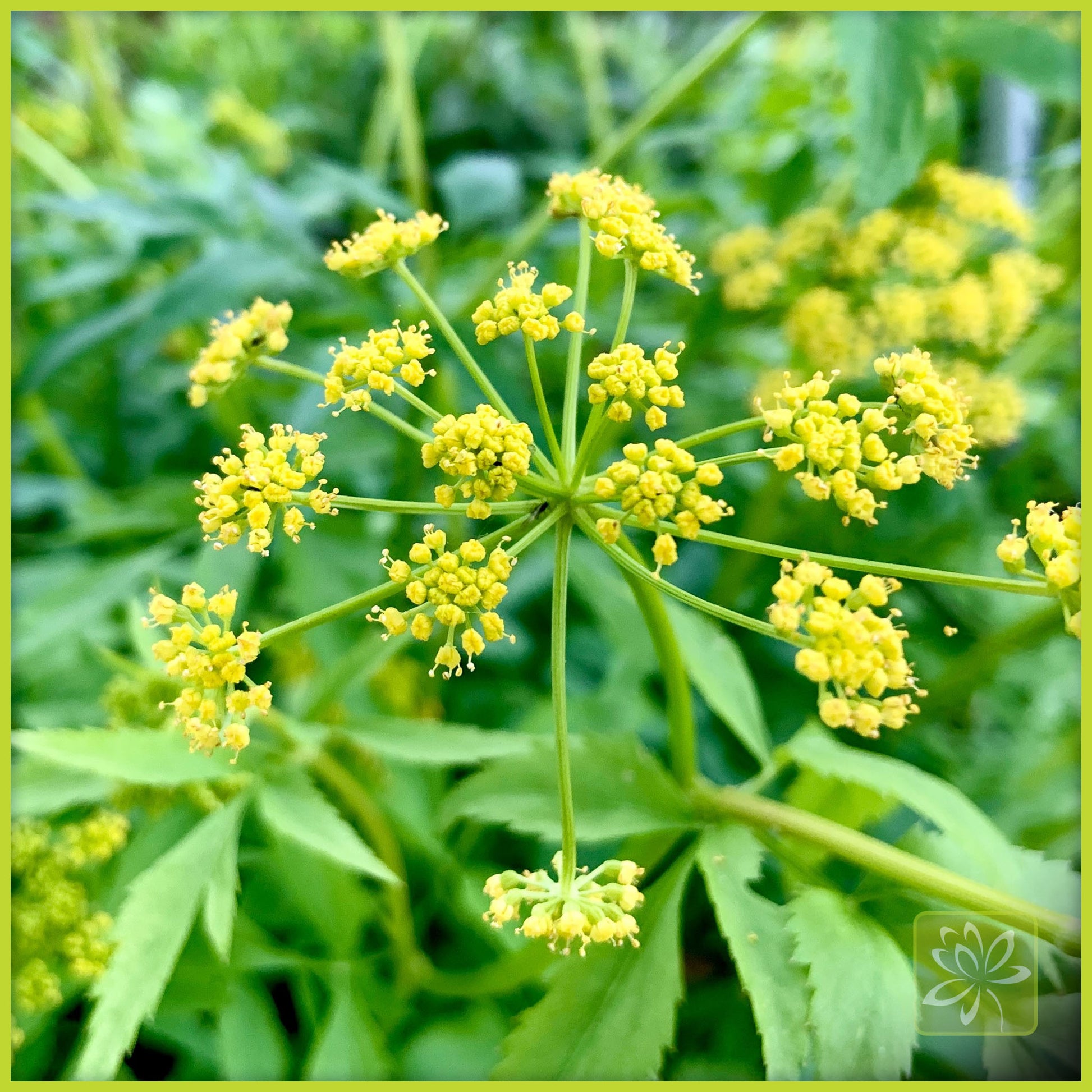 Golden Alexanders - Georgina Garden Centre