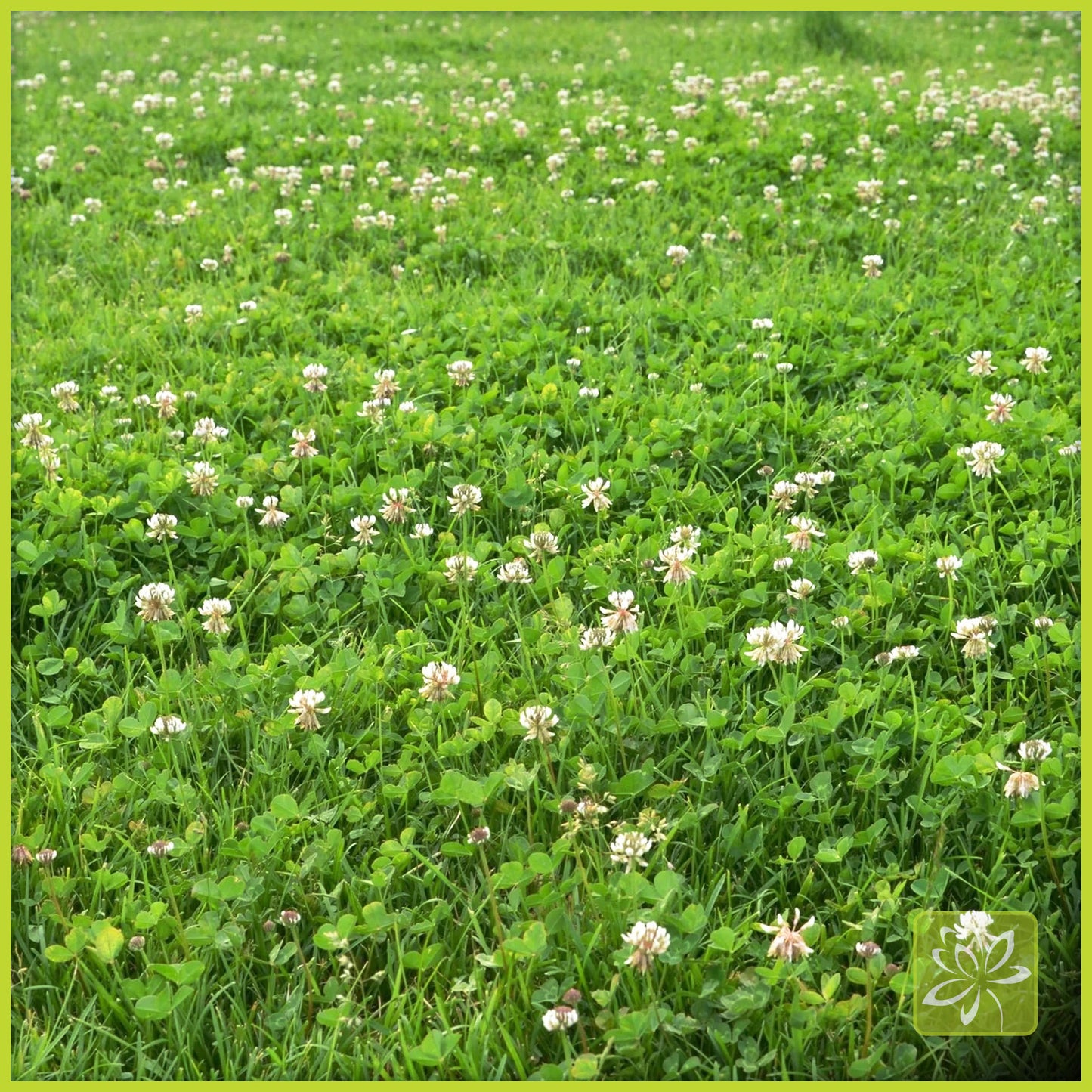 Grass Seed White Clover - Georgina Garden Centre