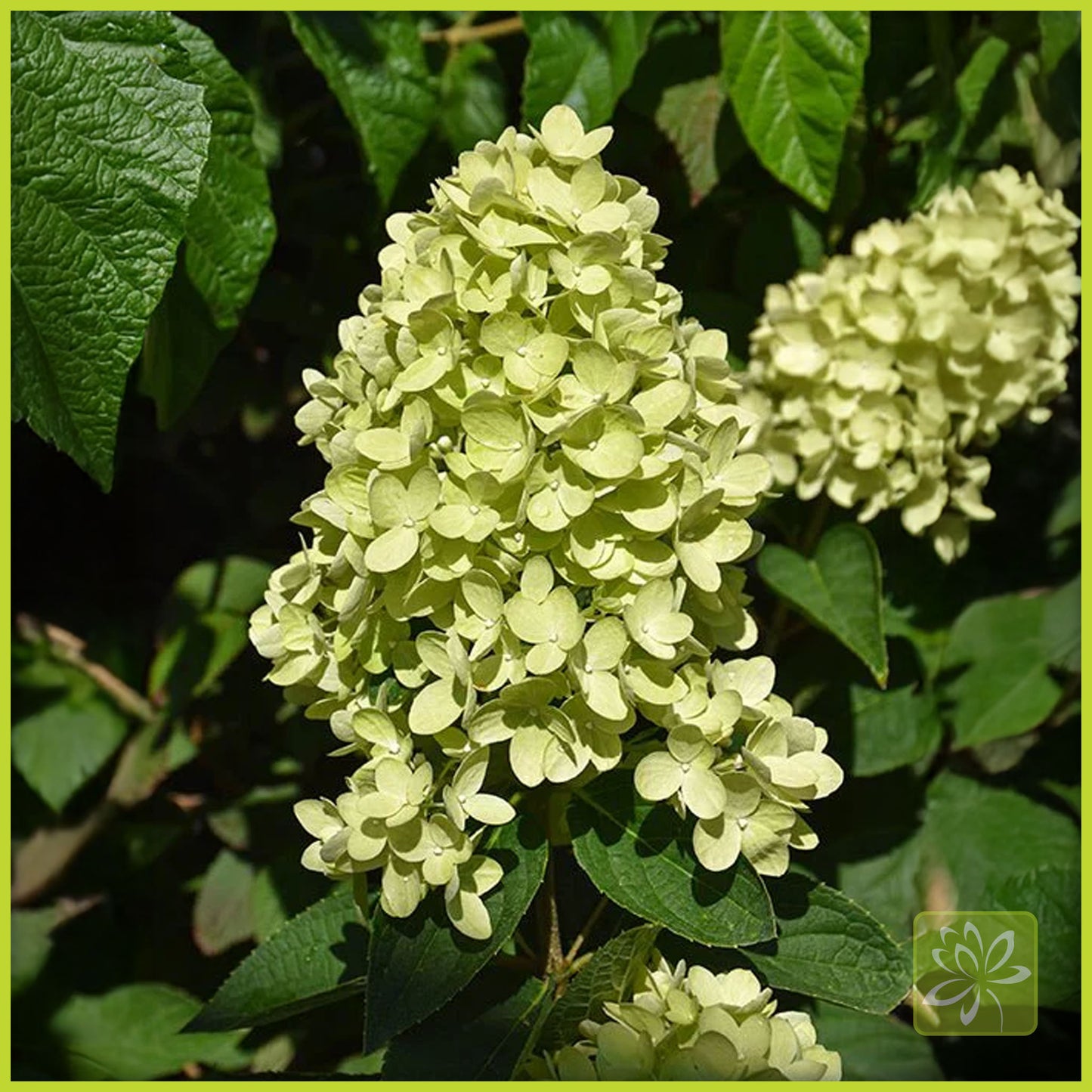 Hydrangea Dragon Baby - Georgina Garden Centre