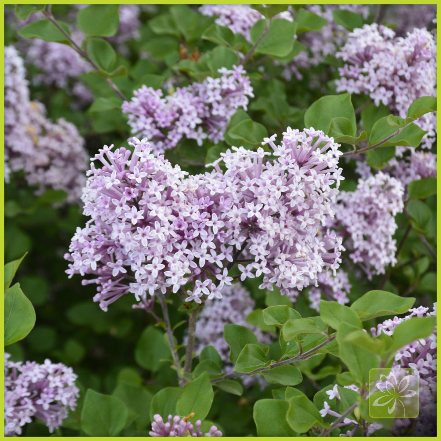 Lilac Palibin - Georgina Garden Centre