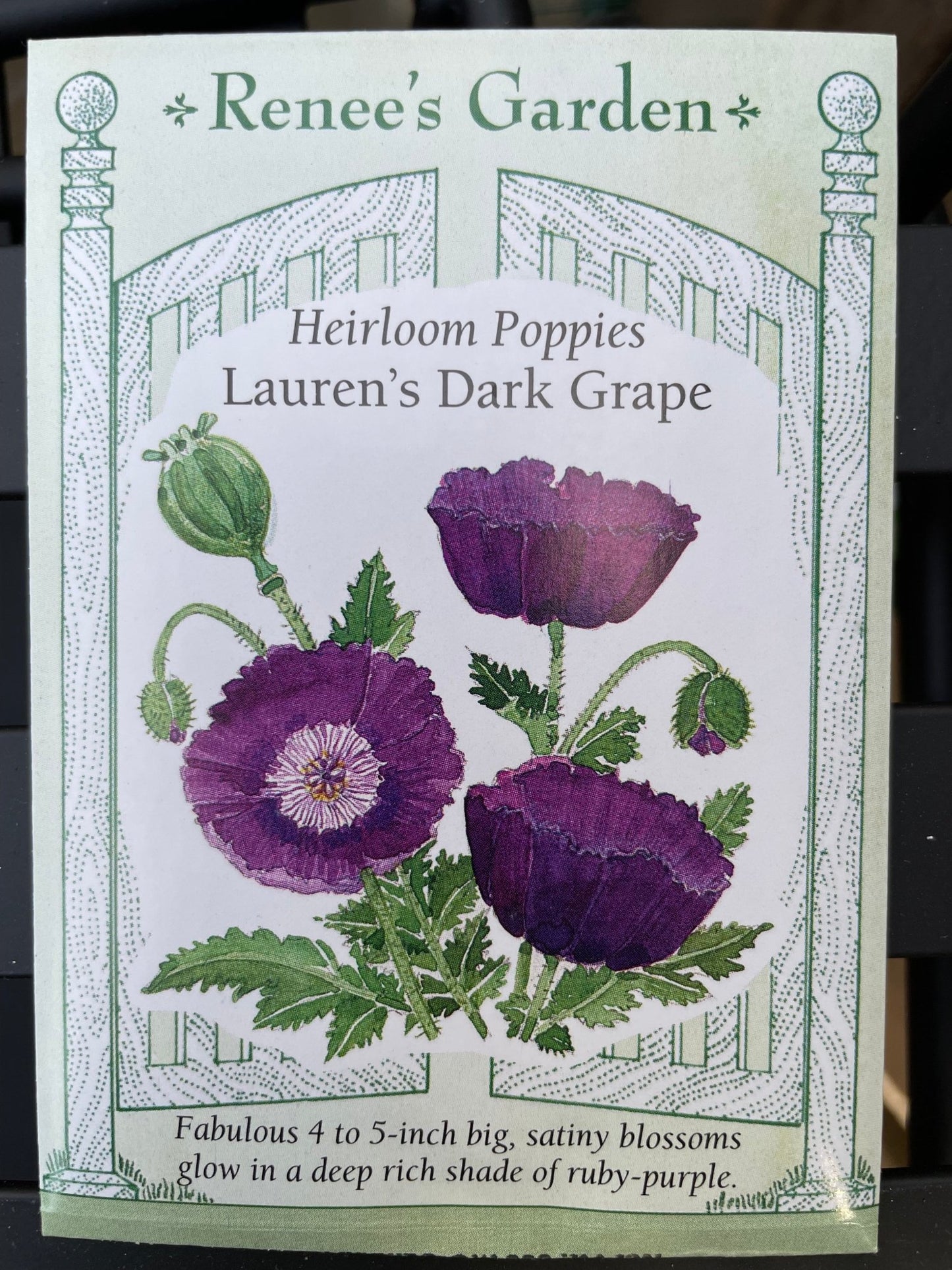 Poppy CA Lauren's Dark Grape Seed - Georgina Garden Centre