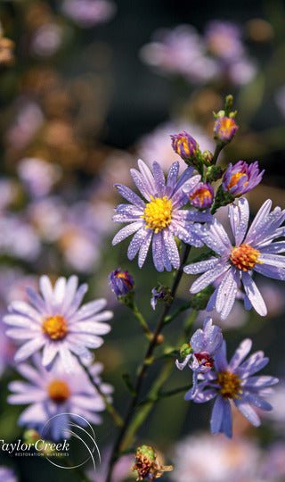 Sky Blue Aster - Georgina Garden Centre