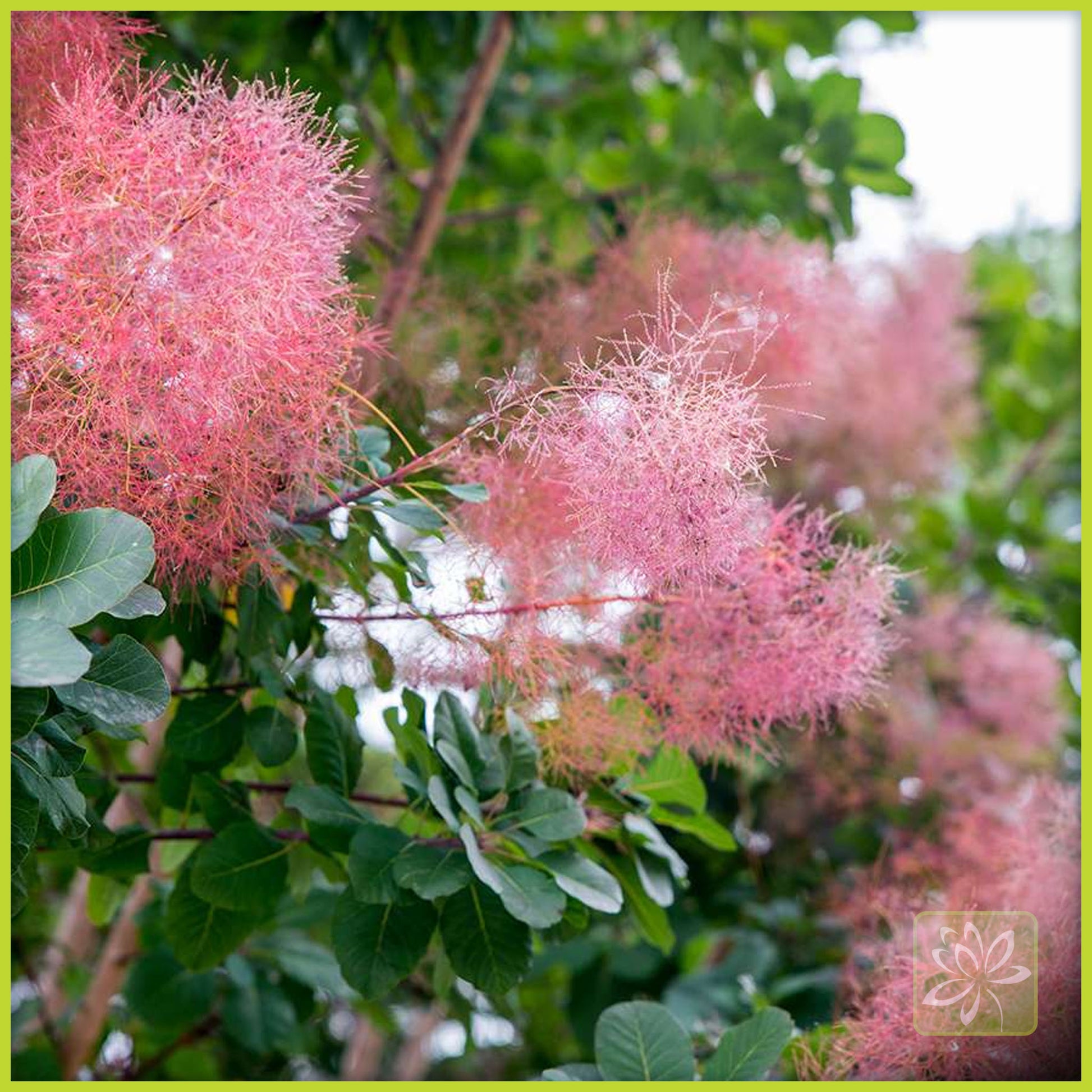 Smokebush Royal Purple - Georgina Garden Centre