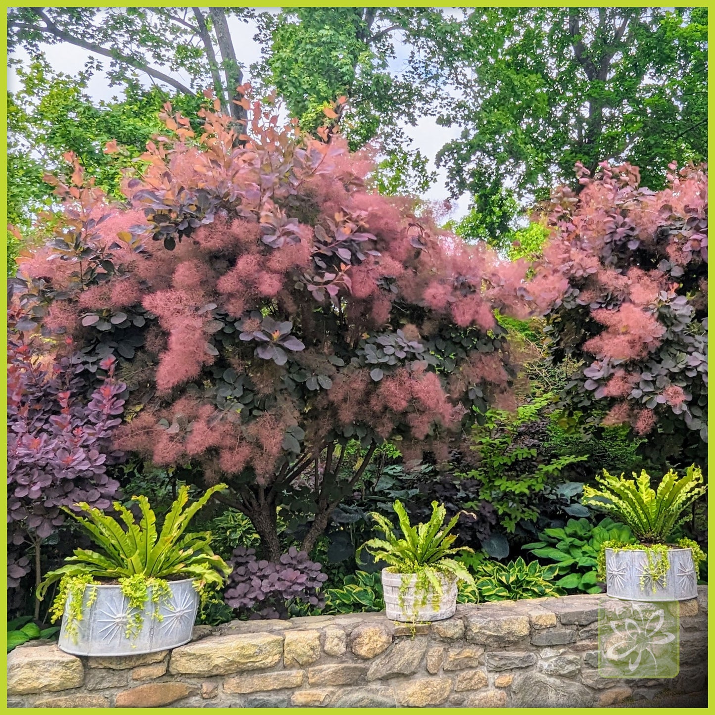 Smokebush Royal Purple - Georgina Garden Centre