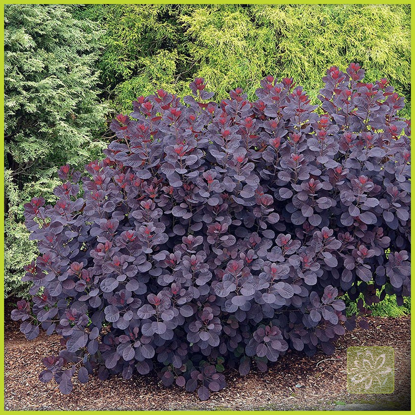 Smokebush Royal Purple - Georgina Garden Centre