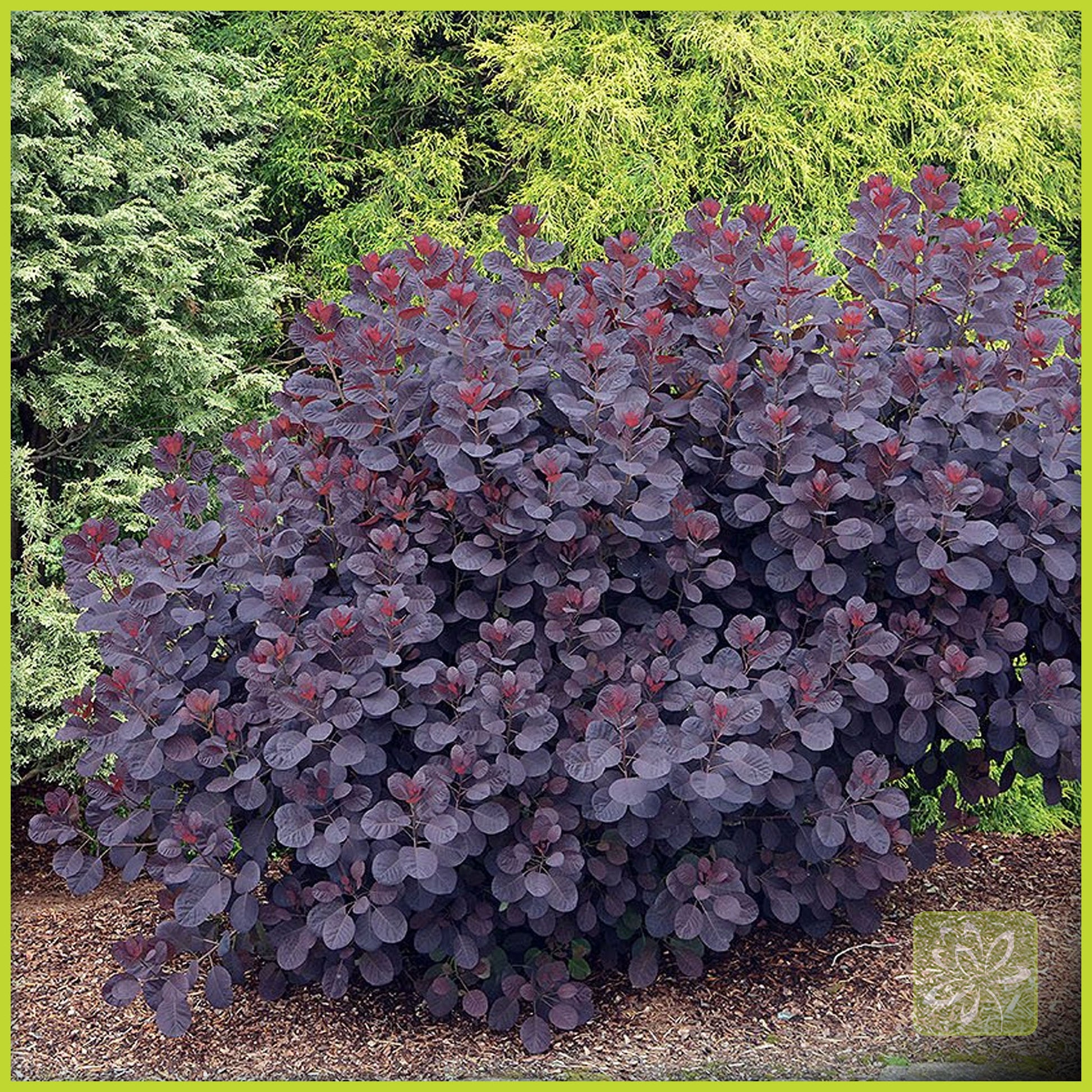 Smokebush Royal Purple - Georgina Garden Centre