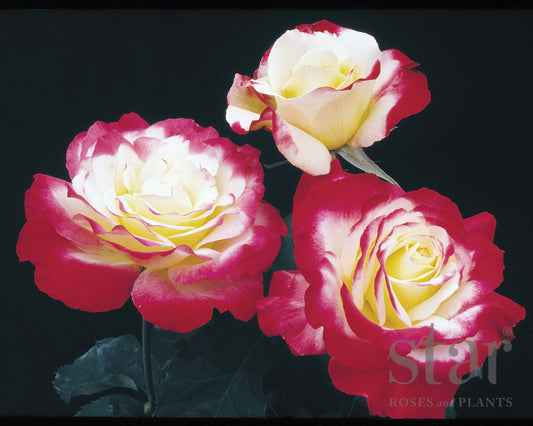 Double Delight Rose - Georgina Garden Centre