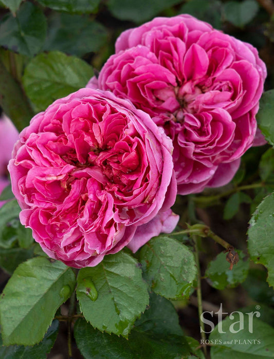 PowerPuff Pink Rose - Georgina Garden Centre