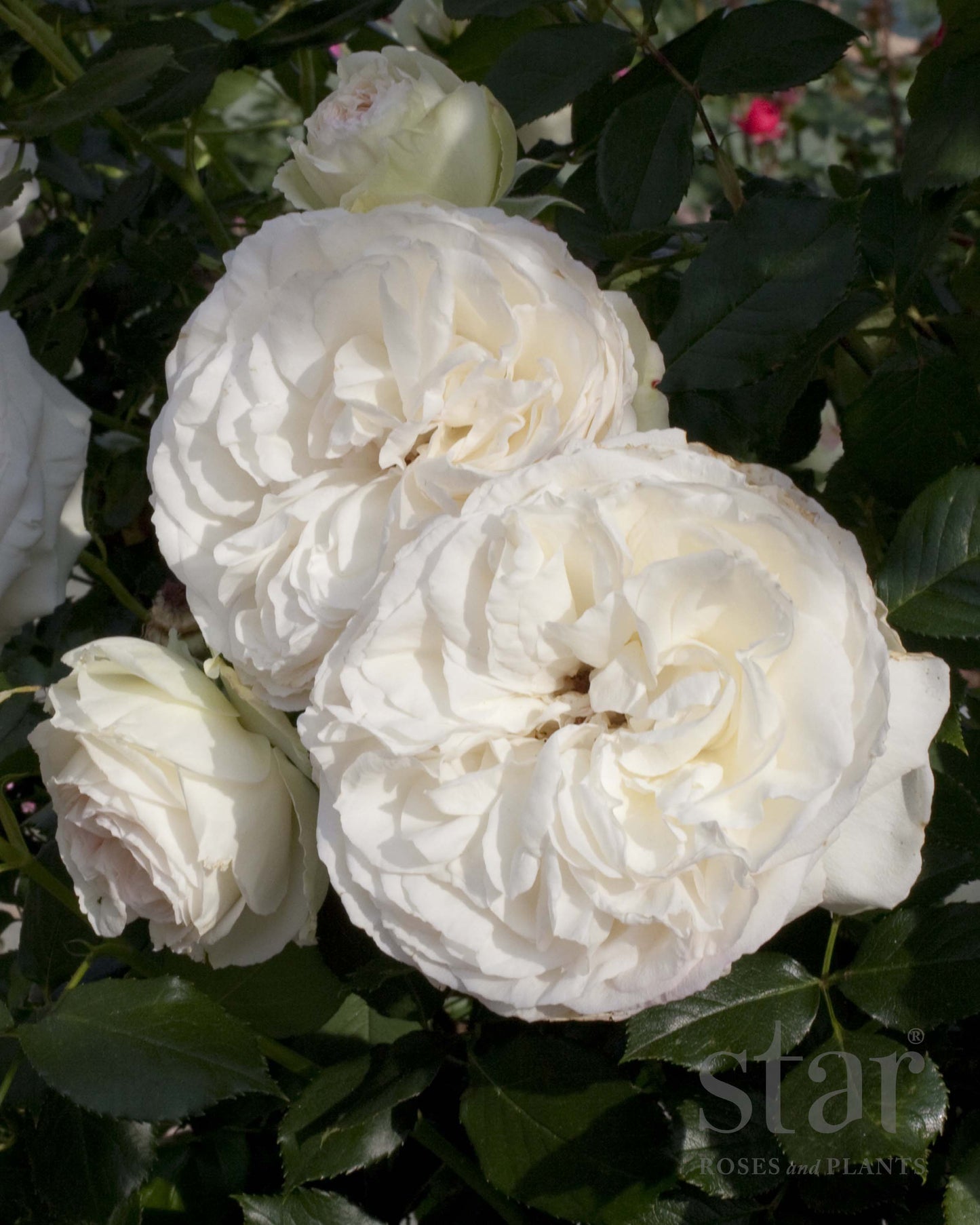 Eden Climber White Rose