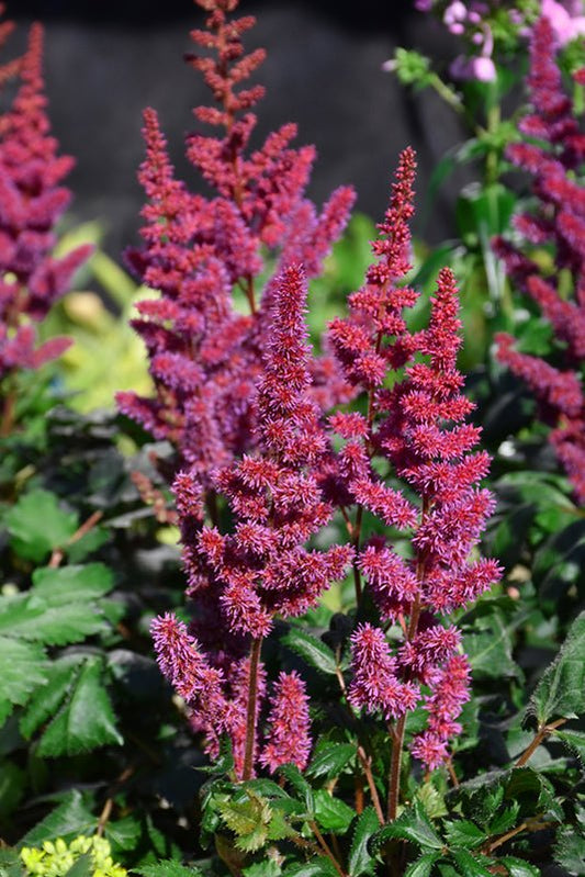 Astilbe Red - Georgina Garden Centre