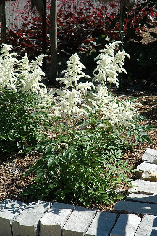 Astilbe White - Georgina Garden Centre