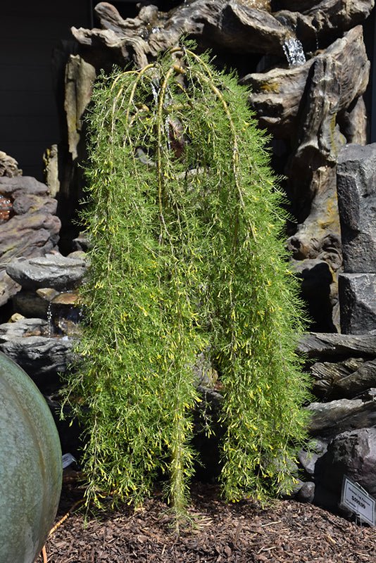 Caragana Weeping Walker Standard (Tree Form) - Georgina Garden Centre