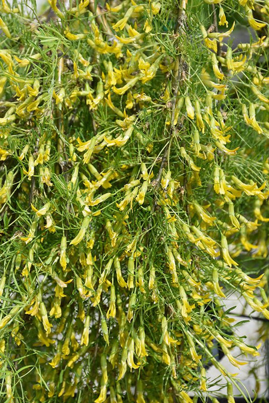 Caragana Weeping Walker Standard (Tree Form) - Georgina Garden Centre