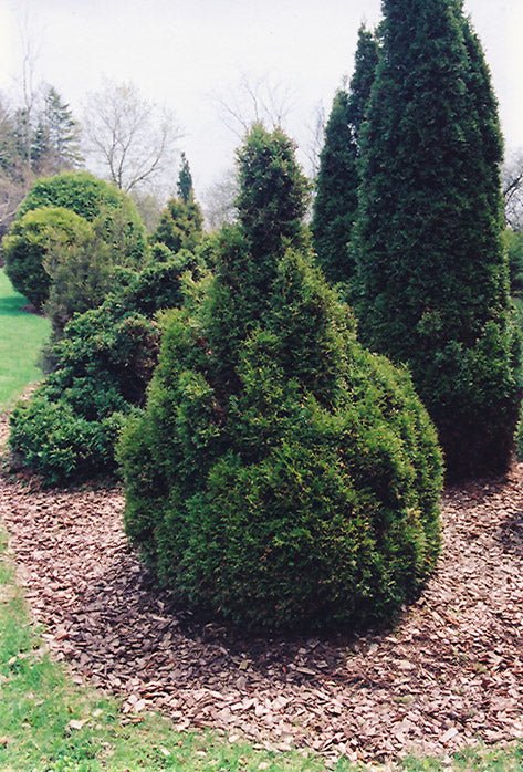 Cedar Brabant - Georgina Garden Centre