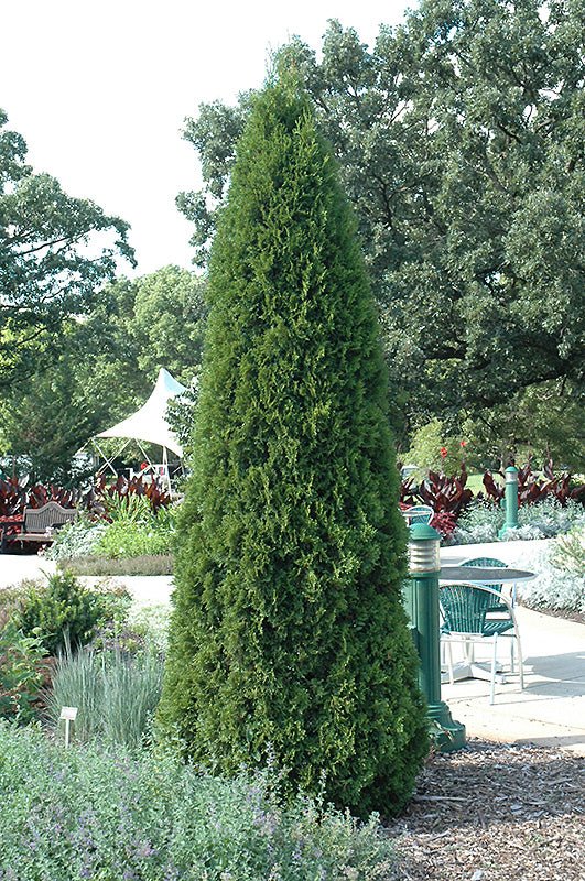 Cedar Emerald - Georgina Garden Centre