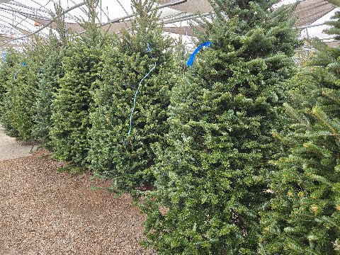 Christmas Tree - Georgina Garden Centre