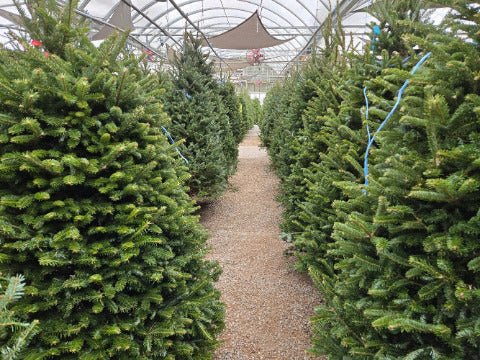 Christmas Tree - Georgina Garden Centre