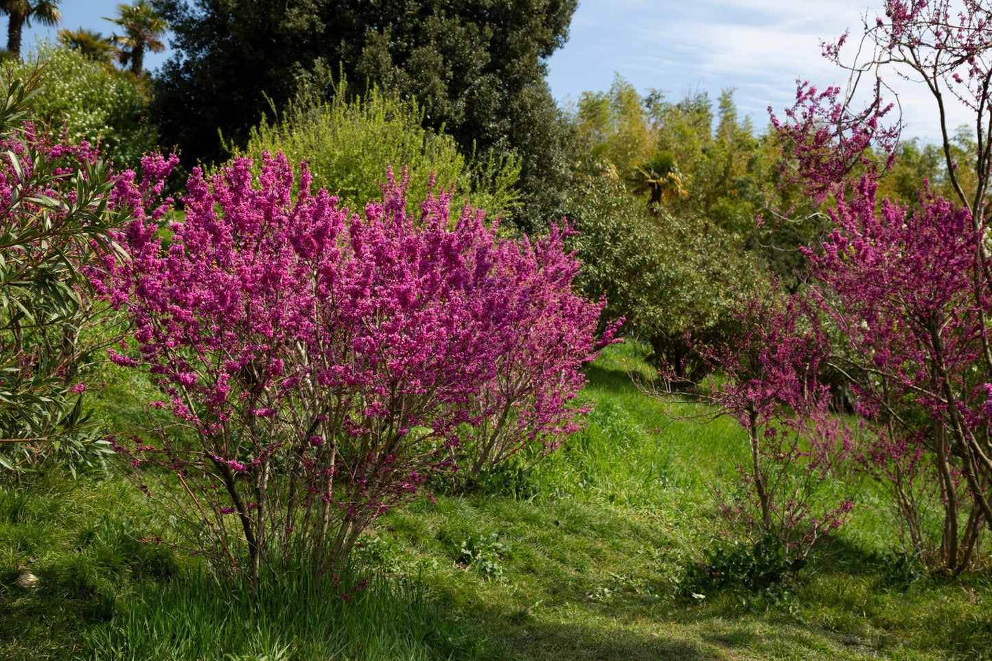 Eastern Redbud - Georgina Garden Centre