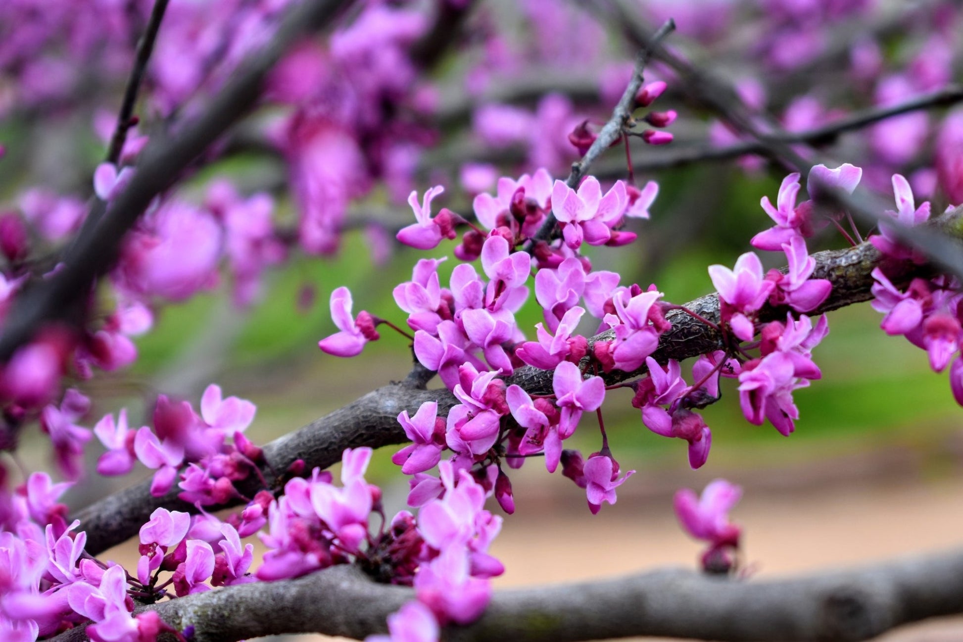 Eastern Redbud - Georgina Garden Centre