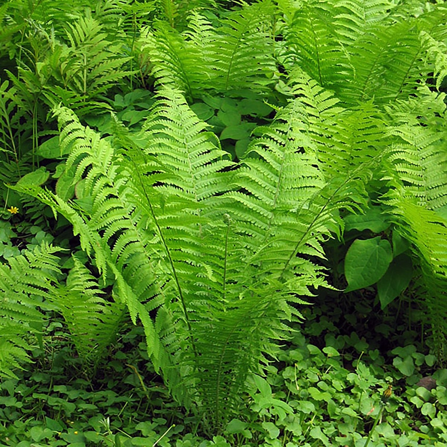 Fern Ostrich - Georgina Garden Centre