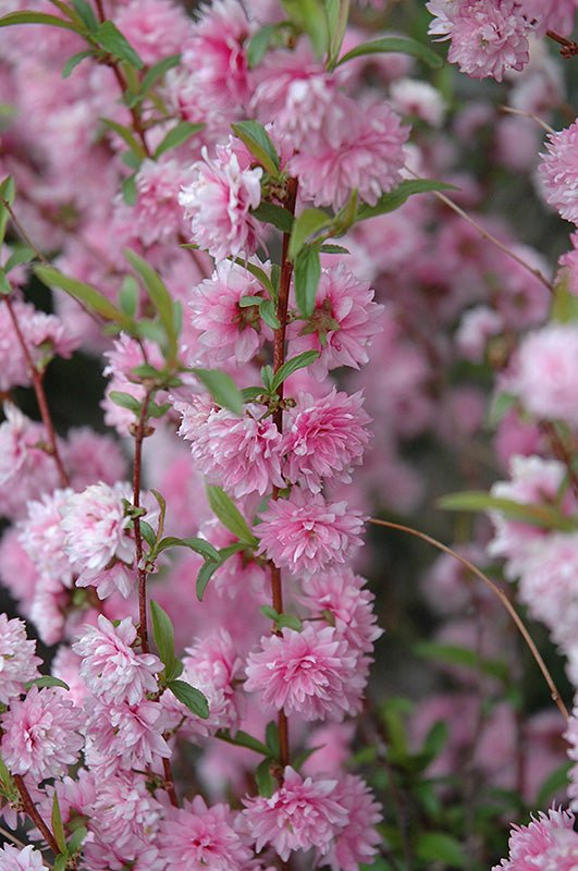 Flowering Almond Standard (Tree form) - Georgina Garden Centre