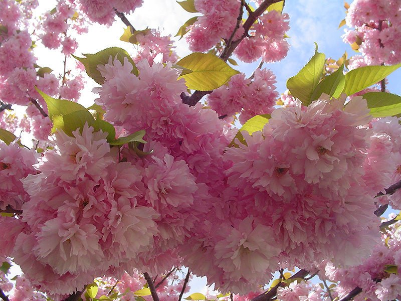 Kwanzan Flowering Cherry Standard (Tree form) - Georgina Garden Centre