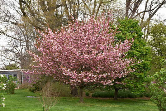 Kwanzan Flowering Cherry Standard (Tree form) - Georgina Garden Centre