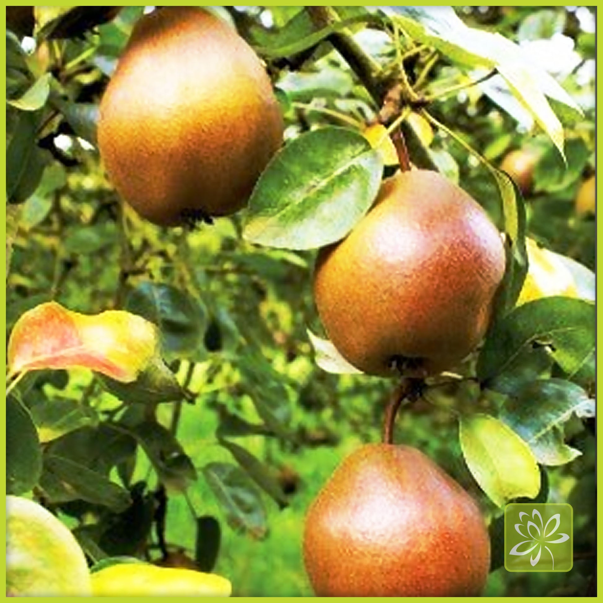 Pear Combination Tree - Georgina Garden Centre