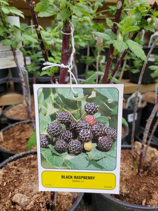 Black Raspberry Jewel - Georgina Garden Centre