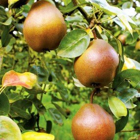 Pear Combination Tree - Georgina Garden Centre