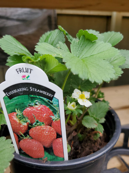 Strawberry Plant Everbearing