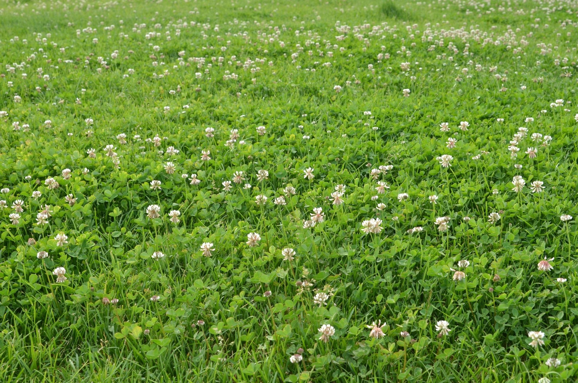 Grass Seed White Clover - Georgina Garden Centre