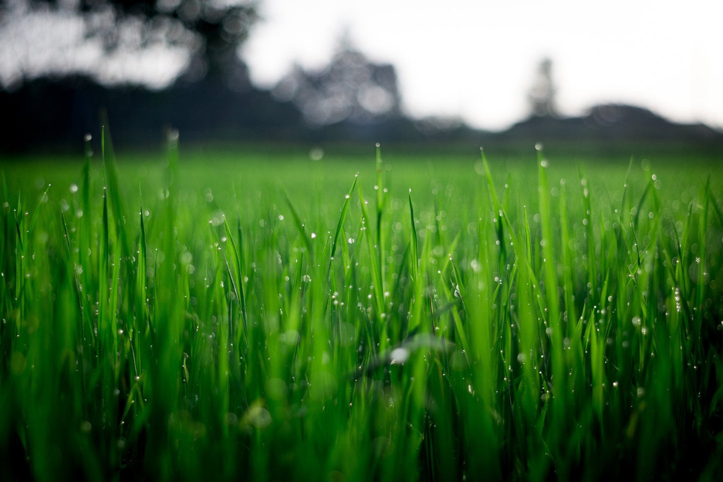 Grass Seed Overseeding - Georgina Garden Centre