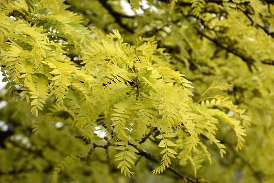 Honeylocust Sunburst