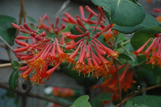 Honeysuckle Dropmore Scarlet - Georgina Garden Centre