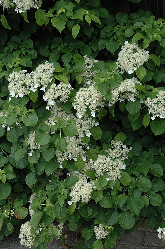 Hydrangea Climbing - Georgina Garden Centre