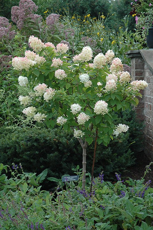 Hydrangea Limelight Standard (Tree form) - Georgina Garden Centre