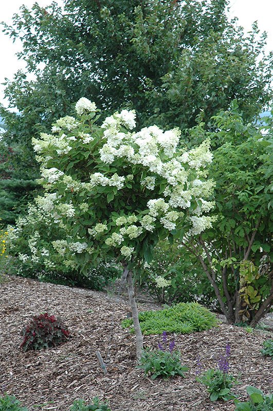 Hydrangea Pink Diamond Std (Tree Form) - Georgina Garden Centre