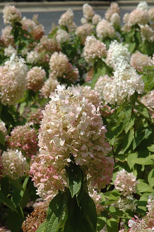 Hydrangea Sweet Summer Standard (Tree form) - Georgina Garden Centre