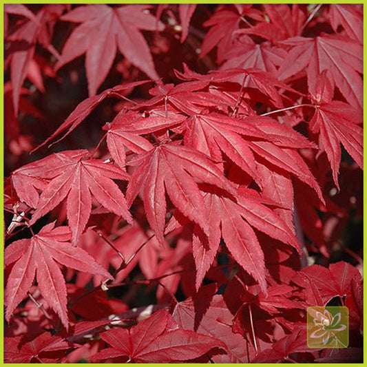 Japanese Maple Emperor 1 - Georgina Garden Centre