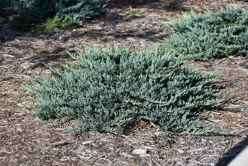 Juniper Blue Chip - Georgina Garden Centre