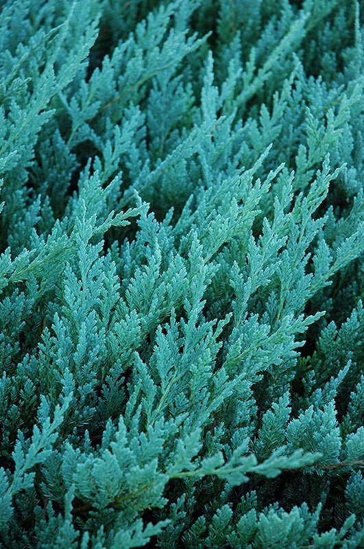 Juniper Blue Chip - Georgina Garden Centre